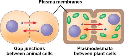 are plasmodesmata similar to gap junctions